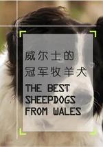 威尔士的冠军牧羊犬