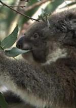 野生动物：无与伦比的有袋动物 - 树袋熊