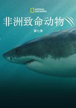 非洲致命动物 第七季